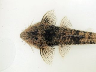 Pseudohemiodon platycephalus
