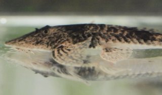 Pseudohemiodon platycephalus
