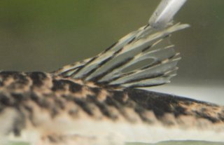 Pseudohemiodon platycephalus