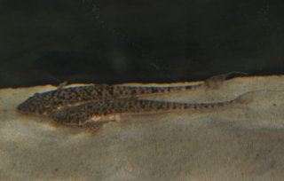 Pseudohemiodon thorectes