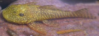 Pseudolithoxus stearleyi