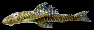 Pseudolithoxus tigris