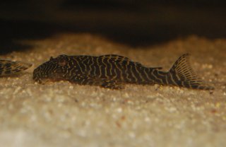 Pseudolithoxus tigris