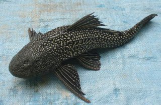 Pterygoplichthys ambrosettii