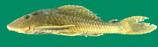 Pterygoplichthys etentaculatus