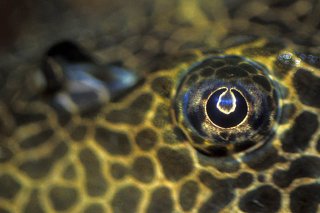 Pterygoplichthys gibbiceps