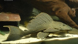 Pterygoplichthys gibbiceps