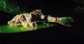 Rhinotocinclus isabelae