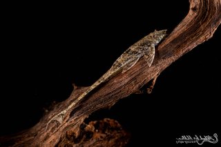 Rineloricaria eigenmanni