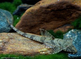 Rineloricaria eigenmanni
