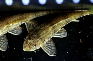 Rineloricaria sp. `ARGENTINA`