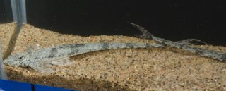 Rineloricaria sp. `PUERTO AYACUCHO`