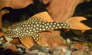 Scobinancistrus aureatus