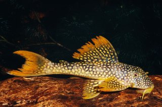 Scobinancistrus aureatus