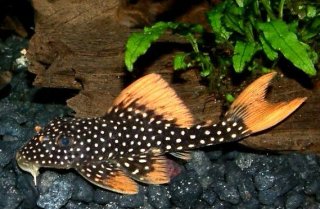 Scobinancistrus aureatus