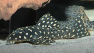 Scobinancistrus raonii