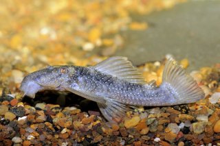 Spectracanthicus murinus