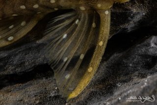 Spectracanthicus punctatissimus
