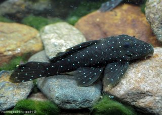 Spectracanthicus punctatissimus