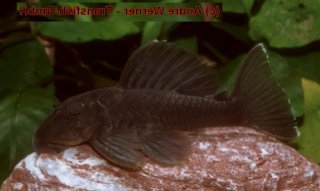Spectracanthicus sp. (L363)