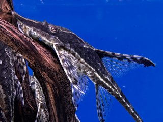 Sturisomatichthys aureus