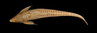 Sturisomatichthys kneri