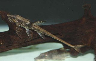 Sturisomatichthys leightoni
