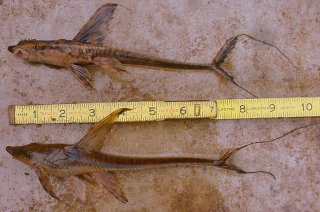 Sturisomatichthys reinae