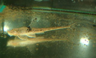 Sturisomatichthys sp. `COLOMBIA`