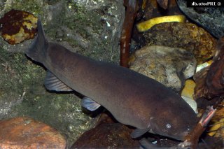Malapterurus electricus