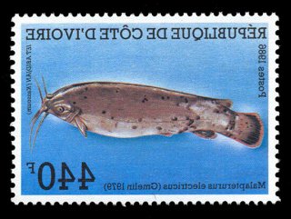 Malapterurus electricus