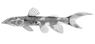 Chiloglanis batesii