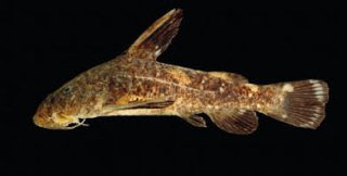 Chiloglanis macropterus