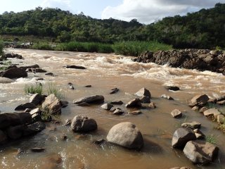 Chiloglanis sp. `PUNGWE RIVER`