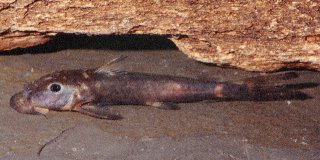 Euchilichthys cf. astatodon