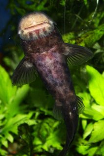 Euchilichthys guentheri