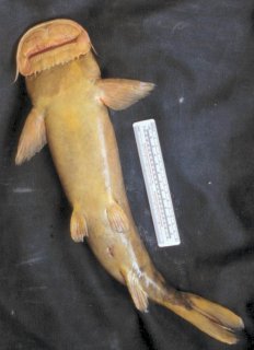 Euchilichthys sp. (1)