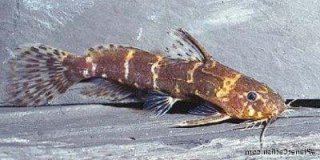 Microsynodontis batesii