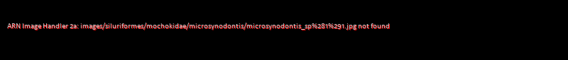 Common member of the genus Microsynodontis