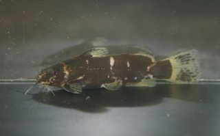 Microsynodontis sp. (1)