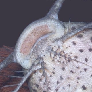 Synodontis acanthomias