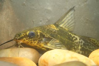 Synodontis afrofischeri