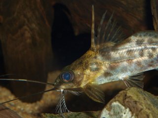 Synodontis alberti