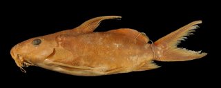 Synodontis annectens