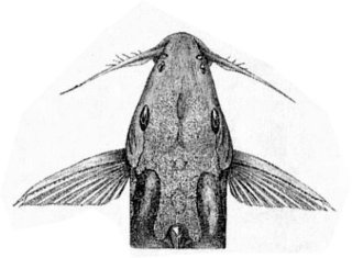 Synodontis annectens