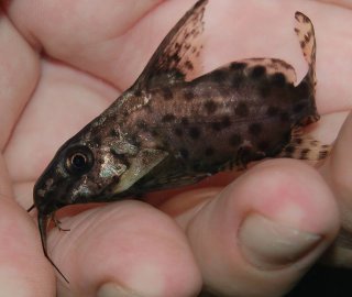 Synodontis batensoda