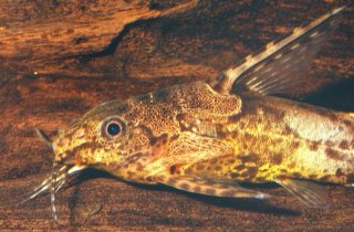 Synodontis batesii