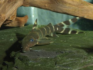 Synodontis brichardi