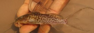 Synodontis caudalis