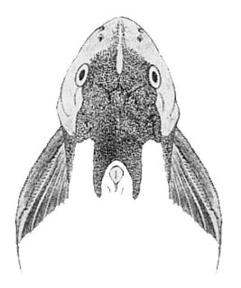 Synodontis caudovittatus